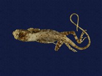 藏品(石垣攀蜥)的圖片